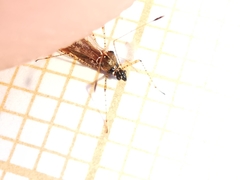 Gampsocoris punctipes punctipes