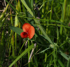 Lathyrus pseudocicera