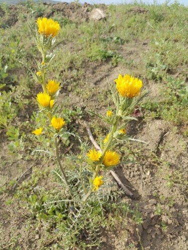 common golden thistle