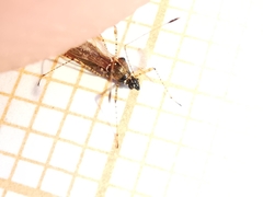 Gampsocoris punctipes punctipes