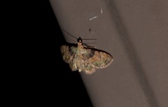 Gymnoscelis derogata