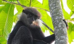 Semnopithecus vetulus