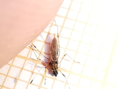 Gampsocoris punctipes punctipes
