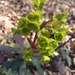 Euphorbia amygdaloides - Photo (c) petr_stepanek,  זכויות יוצרים חלקיות (CC BY-NC)