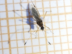 Gampsocoris punctipes punctipes