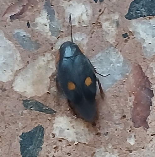 Pacific Cockroach