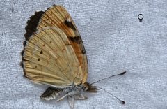 Phyciodes batesii maconensis