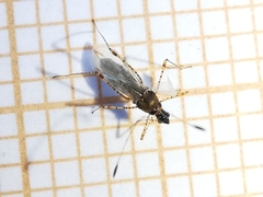 Gampsocoris punctipes punctipes