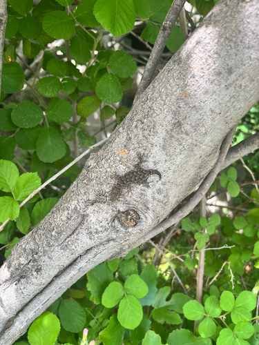Kotschy's Gecko