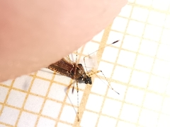 Gampsocoris punctipes punctipes