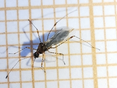 Gampsocoris punctipes punctipes