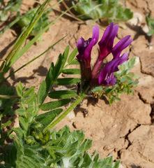 Astragalus callichrous