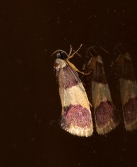 Telecrates laetiorella