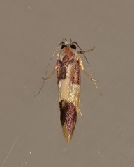 Telecrates laetiorella