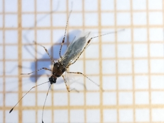 Gampsocoris punctipes punctipes