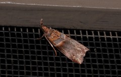 Calguia defiguralis