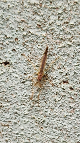 Axarus globosus