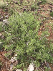 Tetraena microcarpa