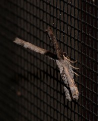 Phazaca interrupta