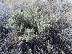 Senecio patagonicus