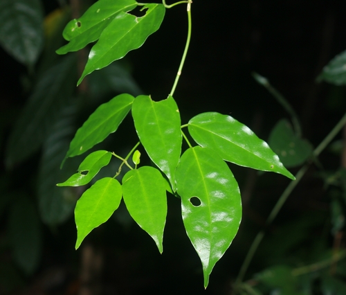 Jasminum flexile observed 2026-04-25