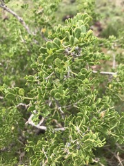 Tetraena microcarpa