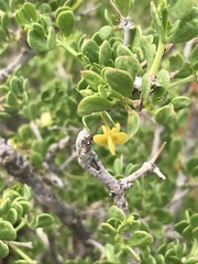 Tetraena microcarpa