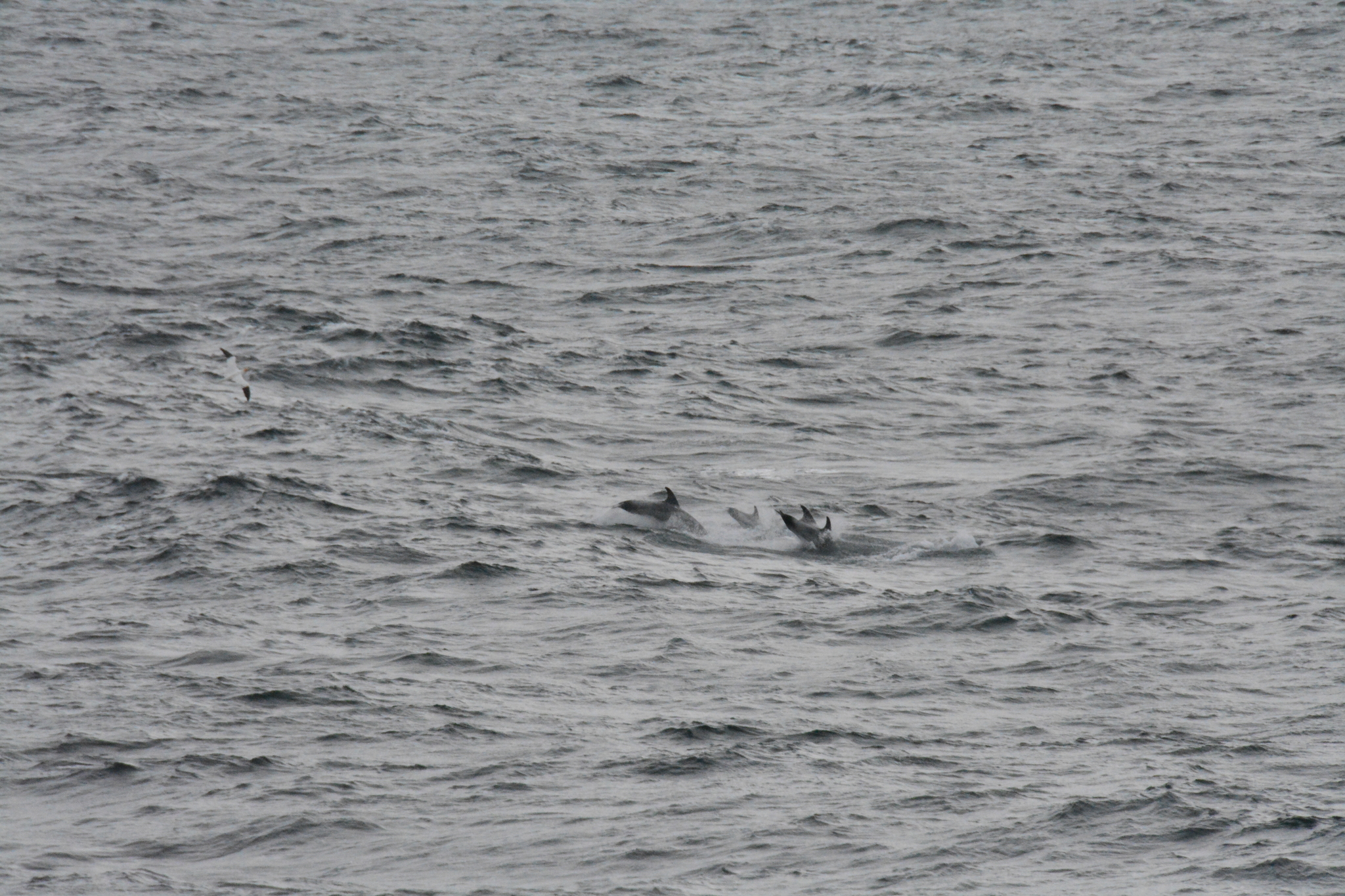 Lagenorhynchus albirostris