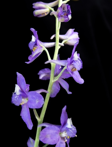 Delphinium parryi, photograph 1