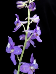 Delphinium parryi