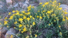 Genista hispanica