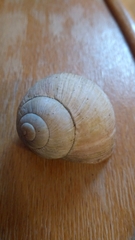 Helix pomatia