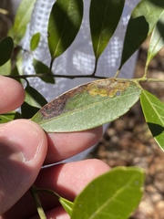 Phytomyza glabricola