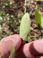 Phytomyza glabricola