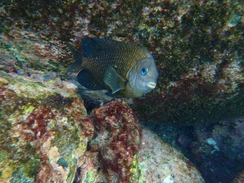Stegastes acapulcoensis