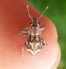 Parapantomorus fluctuosus