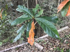 Elaeocarpus zollingeri