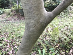 Ilex chinensis
