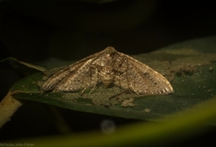 Addaea subtessellata