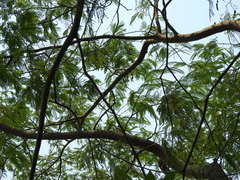 Anadenanthera colubrina