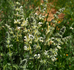 Salvia dominica