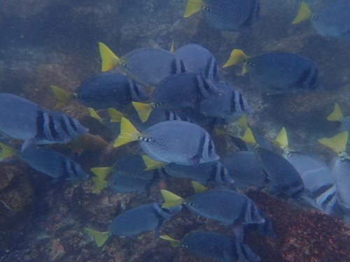 Prionurus laticlavius