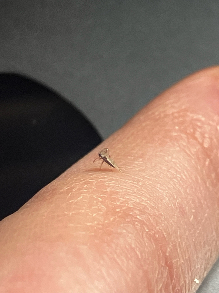 Insects from Arizona, US on May 10, 2026 at 10:24 AM by quietforbs ...