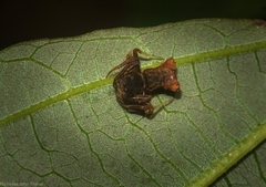Arkys dilatatus