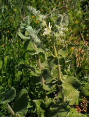 Salvia dominica