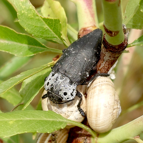 Flat-headed Root-borer, 29200 Antequera, Málaga, Spain, photo 10 of 10