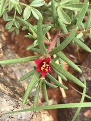 Portulaca kermesina