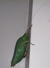 Onomarchus uninotatus