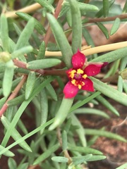 Portulaca kermesina