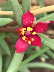 Portulaca kermesina